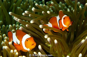 Duo Clown fish by Rudy Janssen 